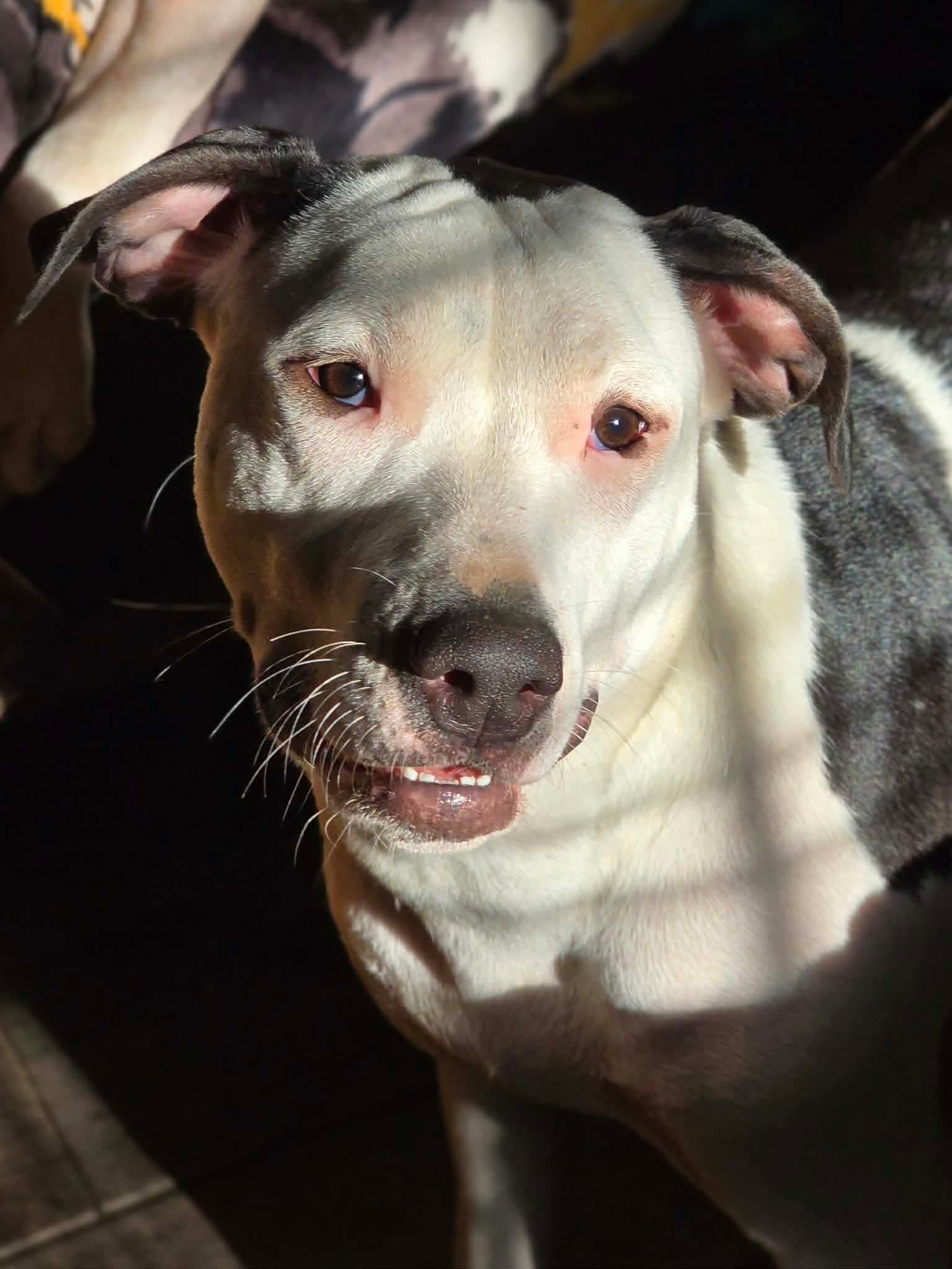 Ernie, a ADOPTABLE American Bully in Milton, FL image 3/4