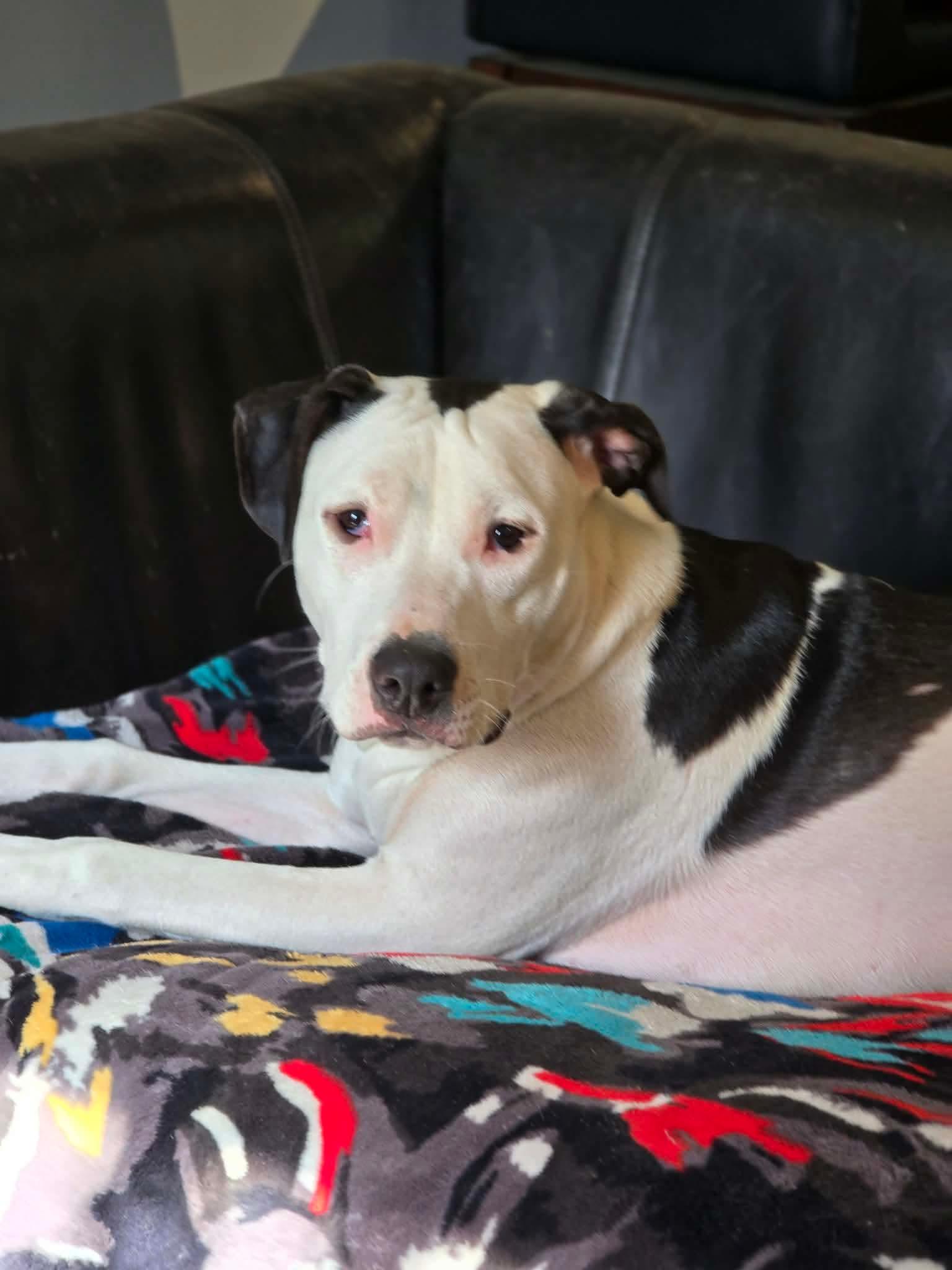 Ernie, a ADOPTABLE American Bully in Milton, FL image 4/4