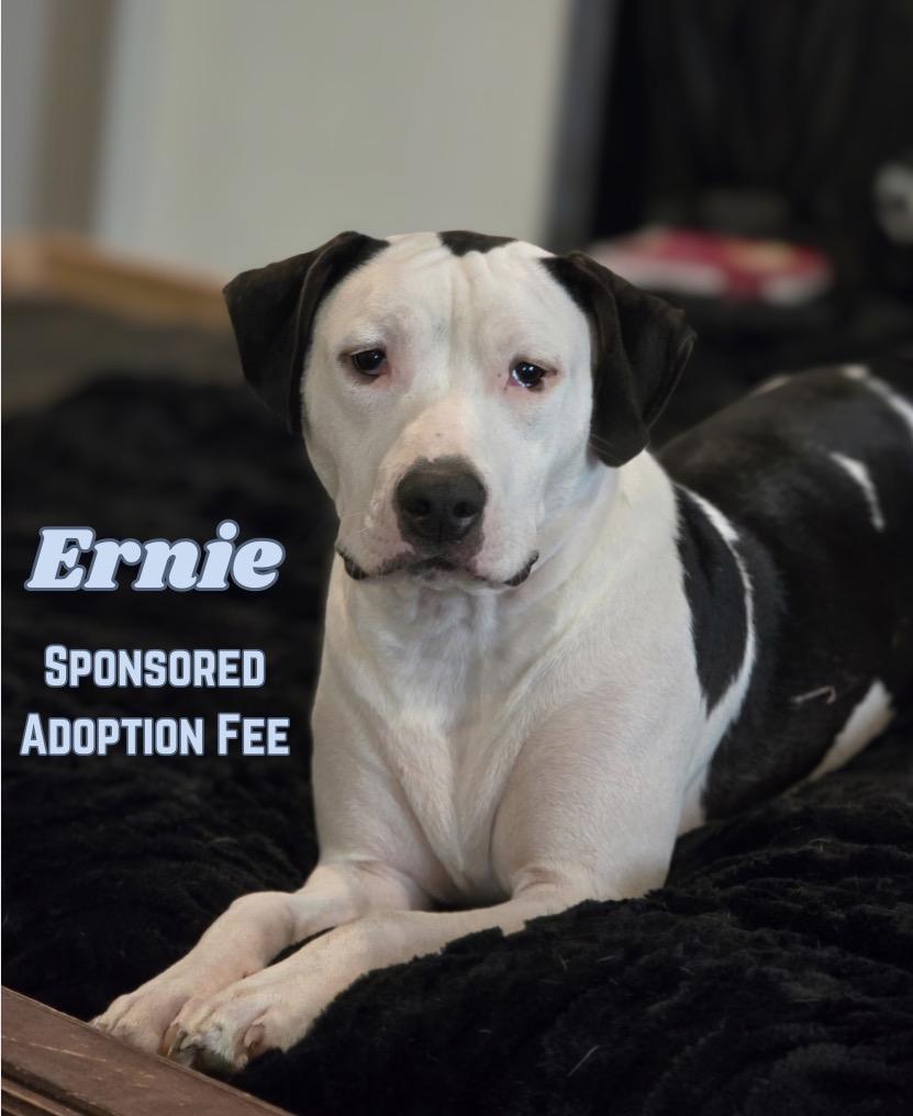 Ernie, a ADOPTABLE American Bully in Milton, FL image 1/6