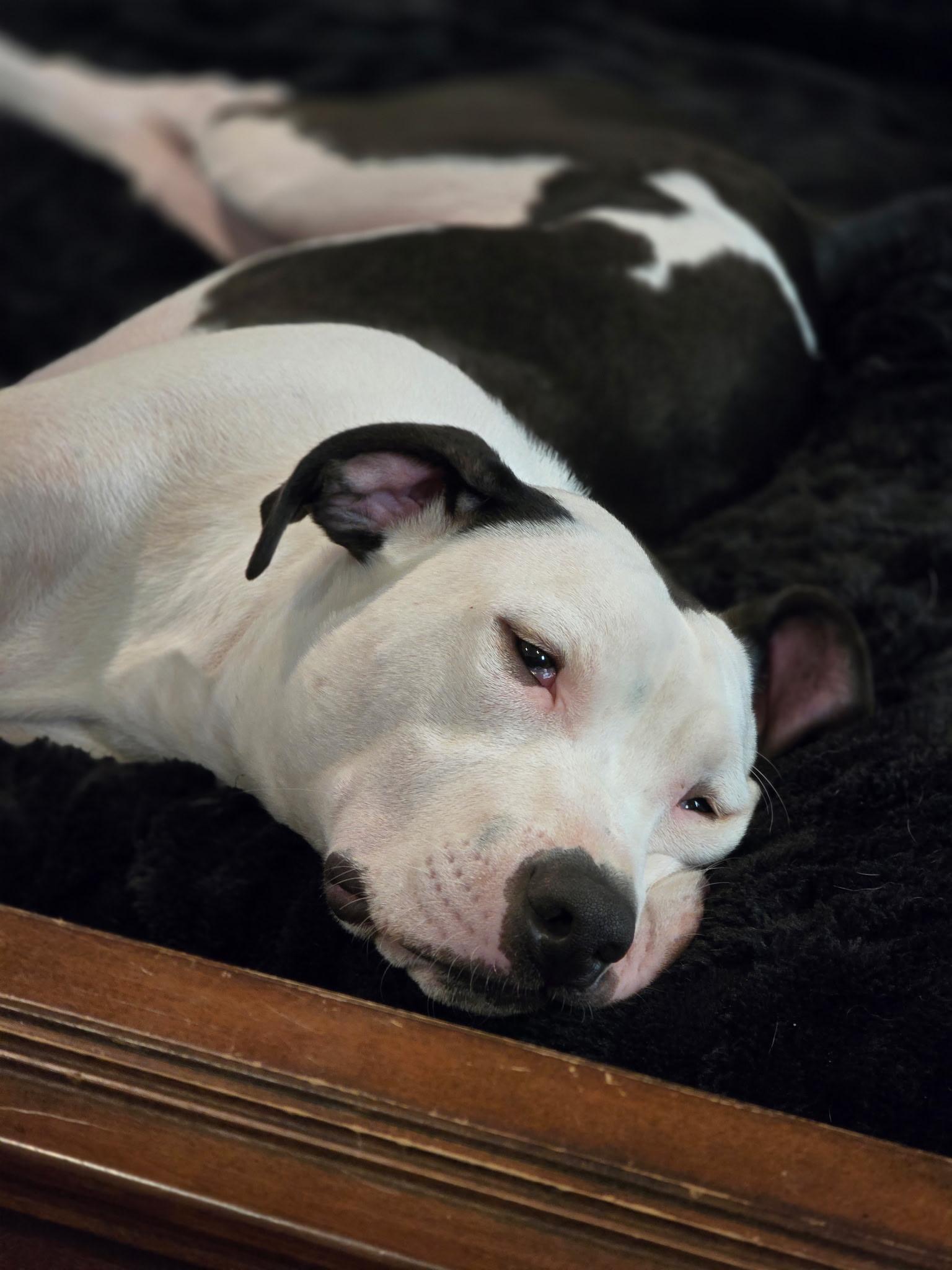 Ernie, a ADOPTABLE American Bully in Milton, FL image 5/6