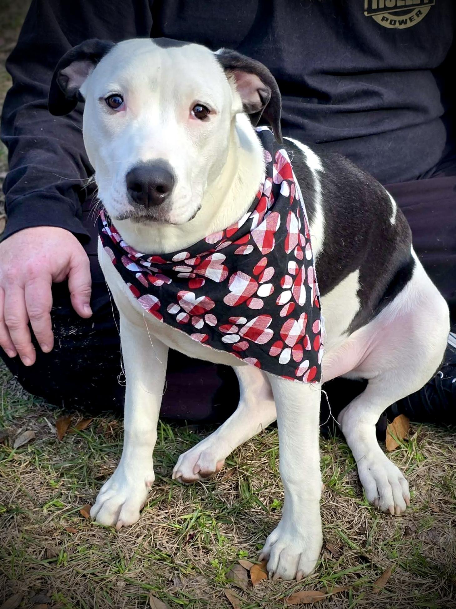 Enlarge Ernie, a ADOPTABLE American Bully in Milton, FL image 2/2