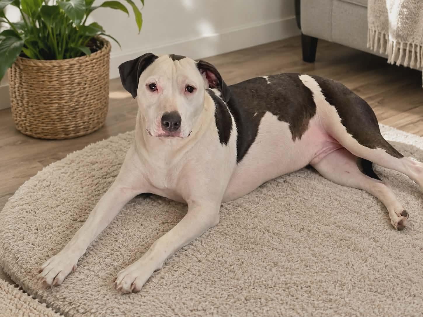 Ernie, a ADOPTABLE American Bully in Milton, FL image 2/4