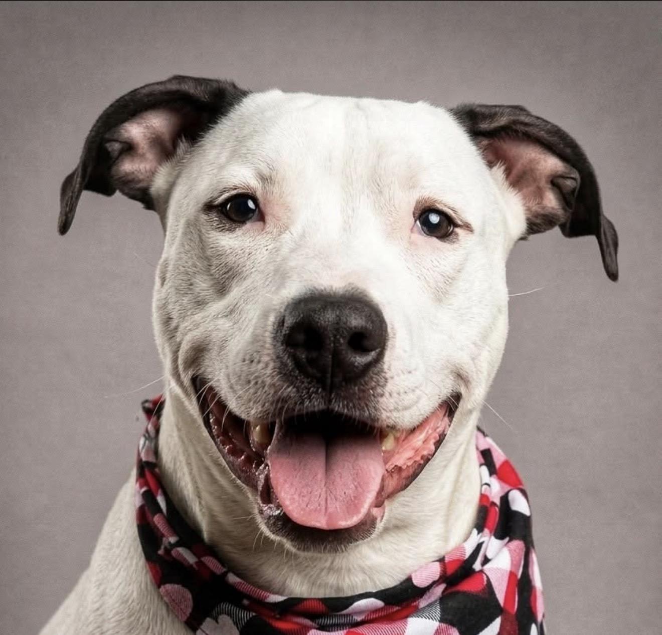 Enlarge Ernie, a ADOPTABLE American Bully in Milton, FL image 1/1