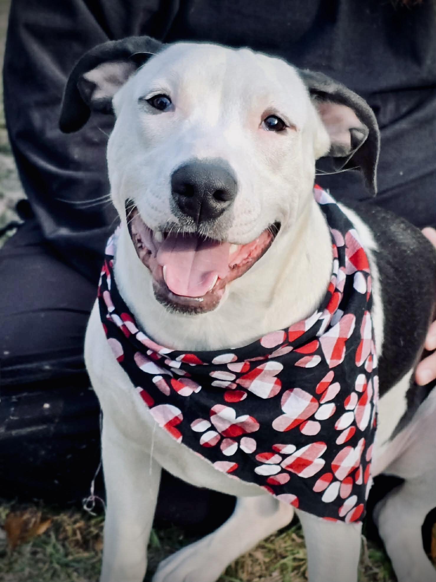 Ernie, ADOPTABLE, Puppy Male American Bully.