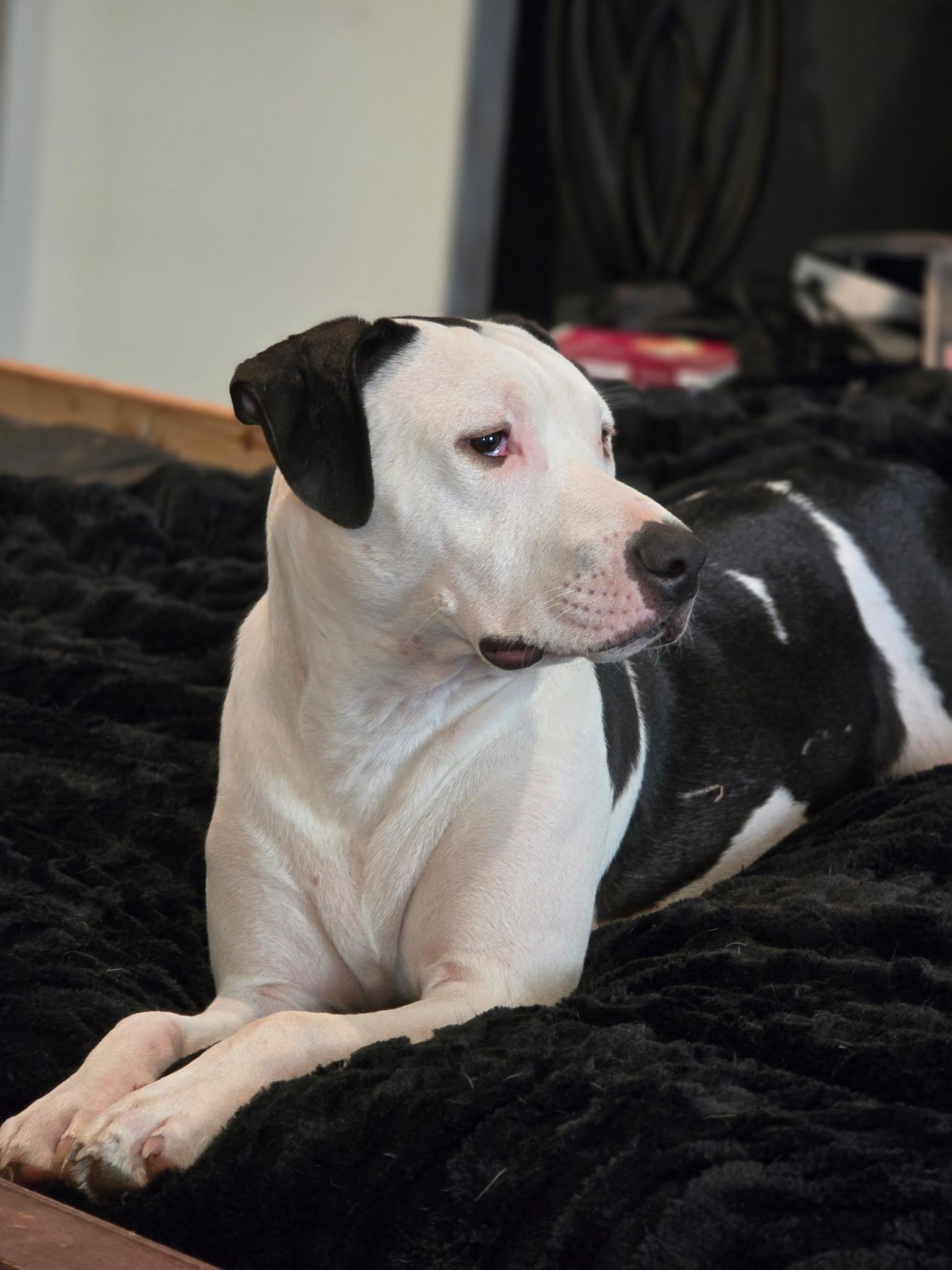Ernie, a ADOPTABLE American Bully in Milton, FL image 6/6