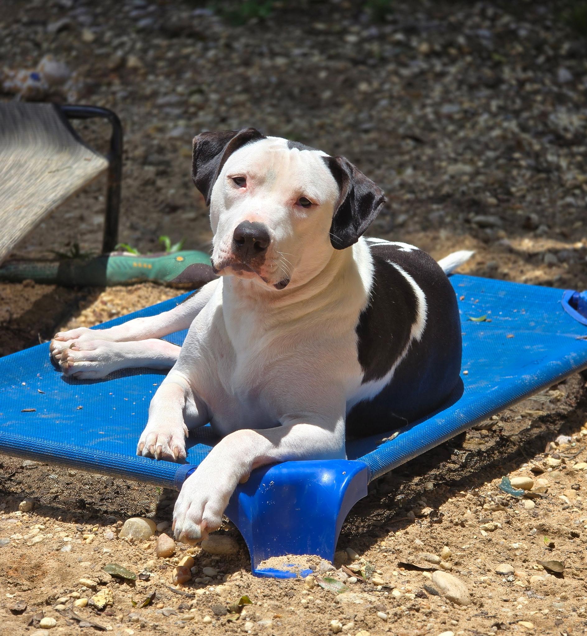 Ernie, a ADOPTABLE American Bully in Milton, FL image 2/6