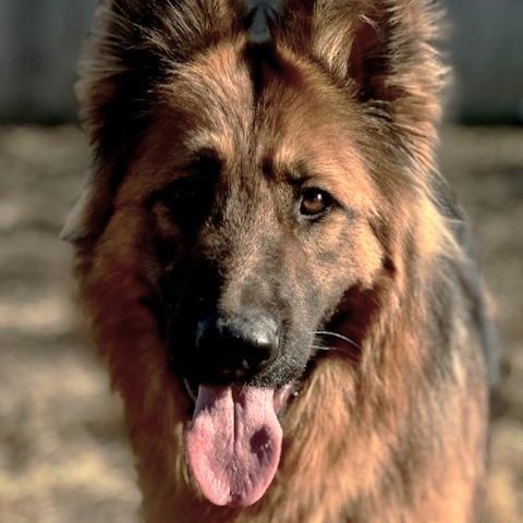 Champ, an adoptable German Shepherd Dog in Phoenix, OR, 97535 | Photo Image 3