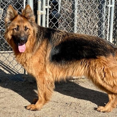 Champ, an adoptable German Shepherd Dog in Phoenix, OR, 97535 | Photo Image 4