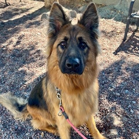 Champ, an adoptable German Shepherd Dog in Phoenix, OR, 97535 | Photo Image 2