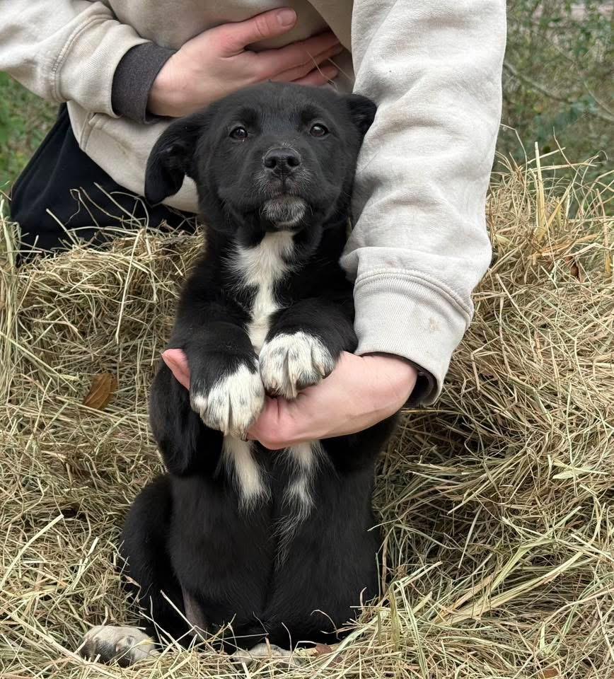 Enlarge Socks, an adopted mixed breed in Johnston , RI image 5/6