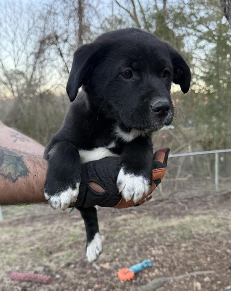 Enlarge Socks, an adopted mixed breed in Johnston , RI image 4/6
