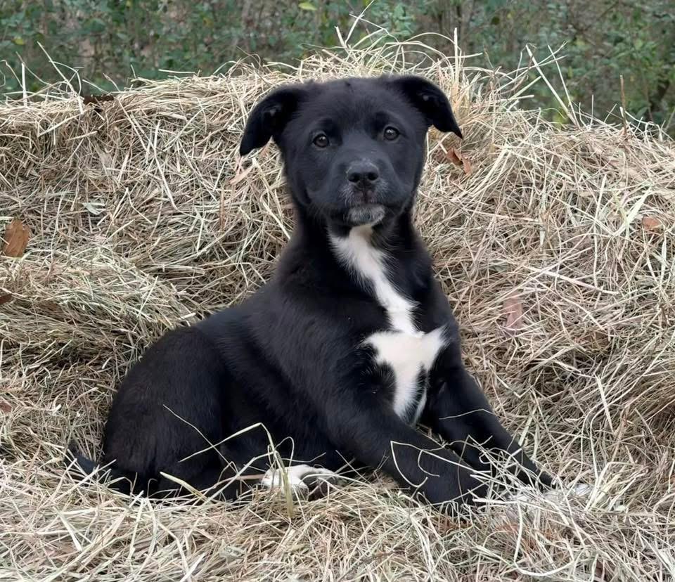 Enlarge Socks, an adopted mixed breed in Johnston , RI image 6/6