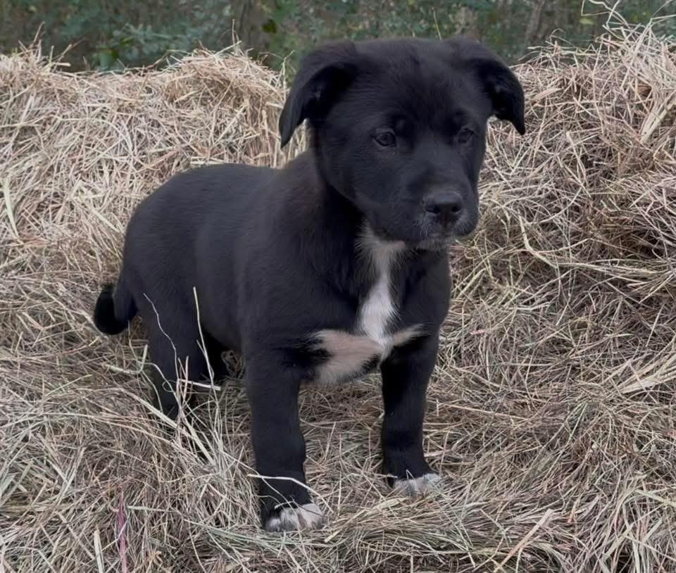 Enlarge Socks, an adopted mixed breed in Johnston , RI image 2/6