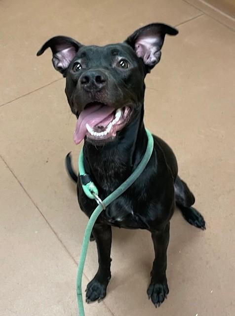 Linkins, Adoptable, Adult Female Pit Bull Terrier.