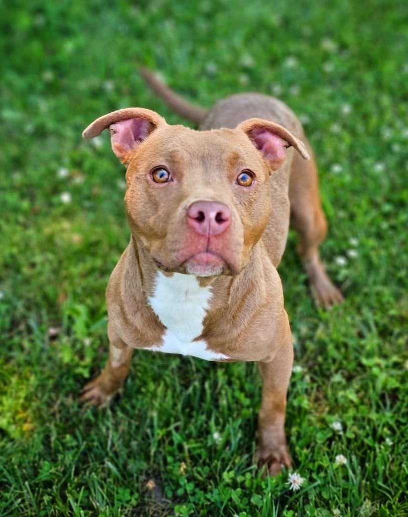 Enlarge Lottie, a ADOPTABLE mixed breed in Bay City, MI image 3/3