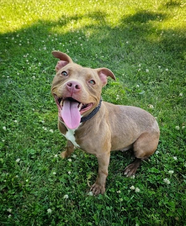 Lottie, ADOPTABLE, Adult Female Staffordshire Bull Terrier.