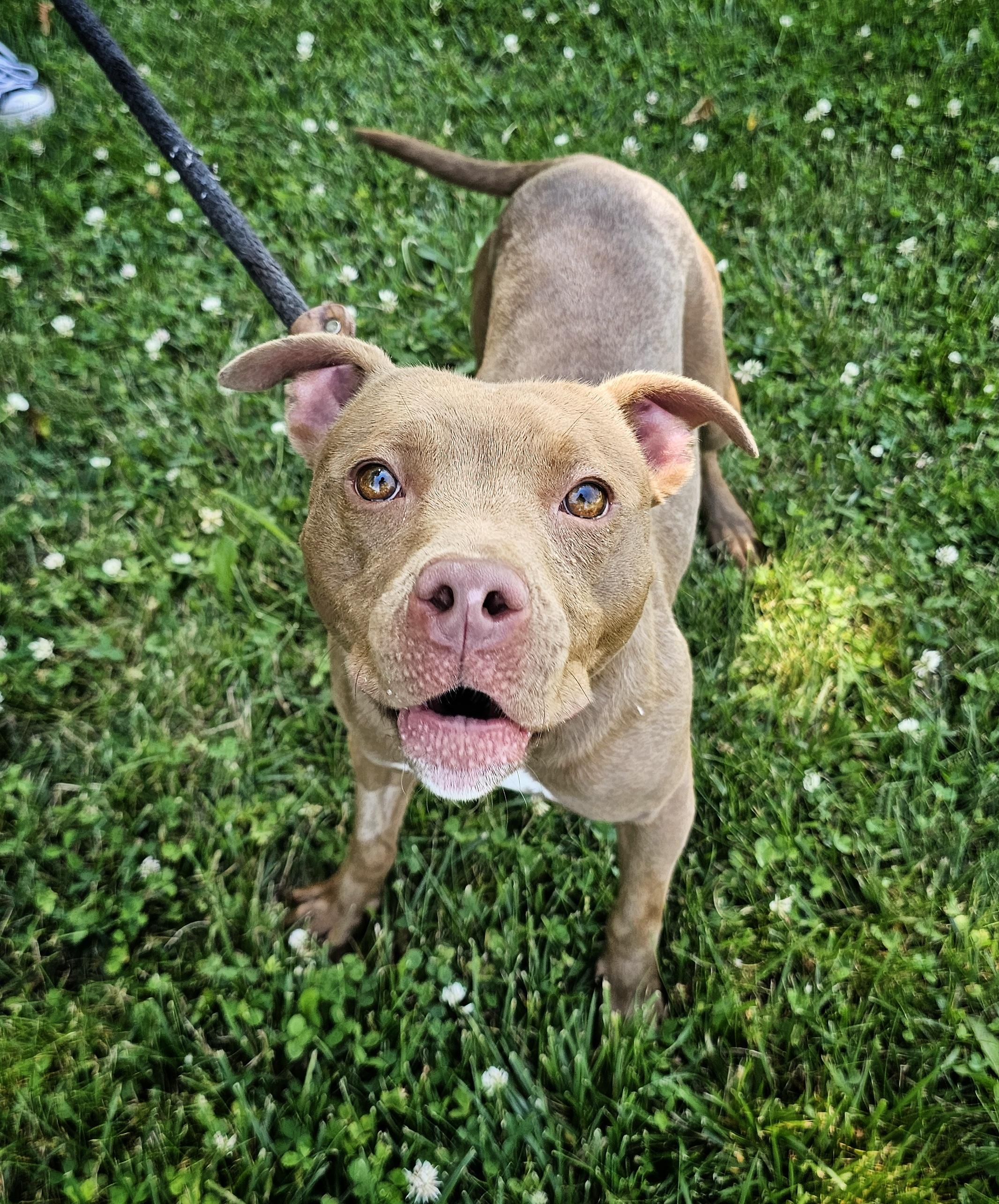 Enlarge Lottie, a ADOPTABLE mixed breed in Bay City, MI image 2/3