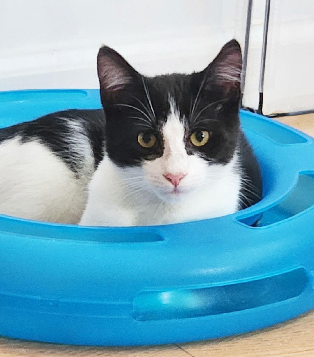 Cowboy, Adopted, Kitten Male Domestic Short Hair.