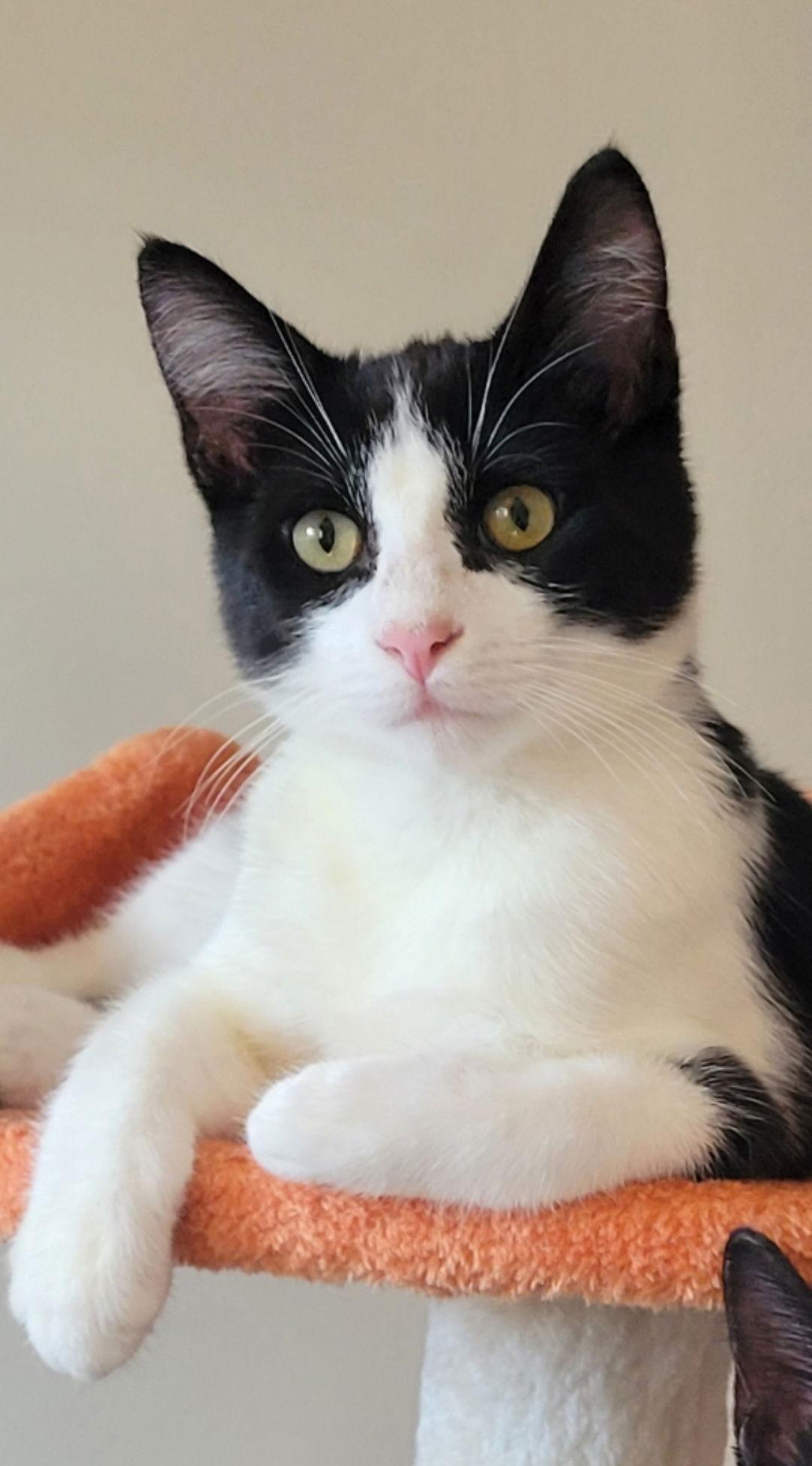 Enlarge Cowboy, a Adopted Domestic Short Hair in Alameda, CA image 2/3