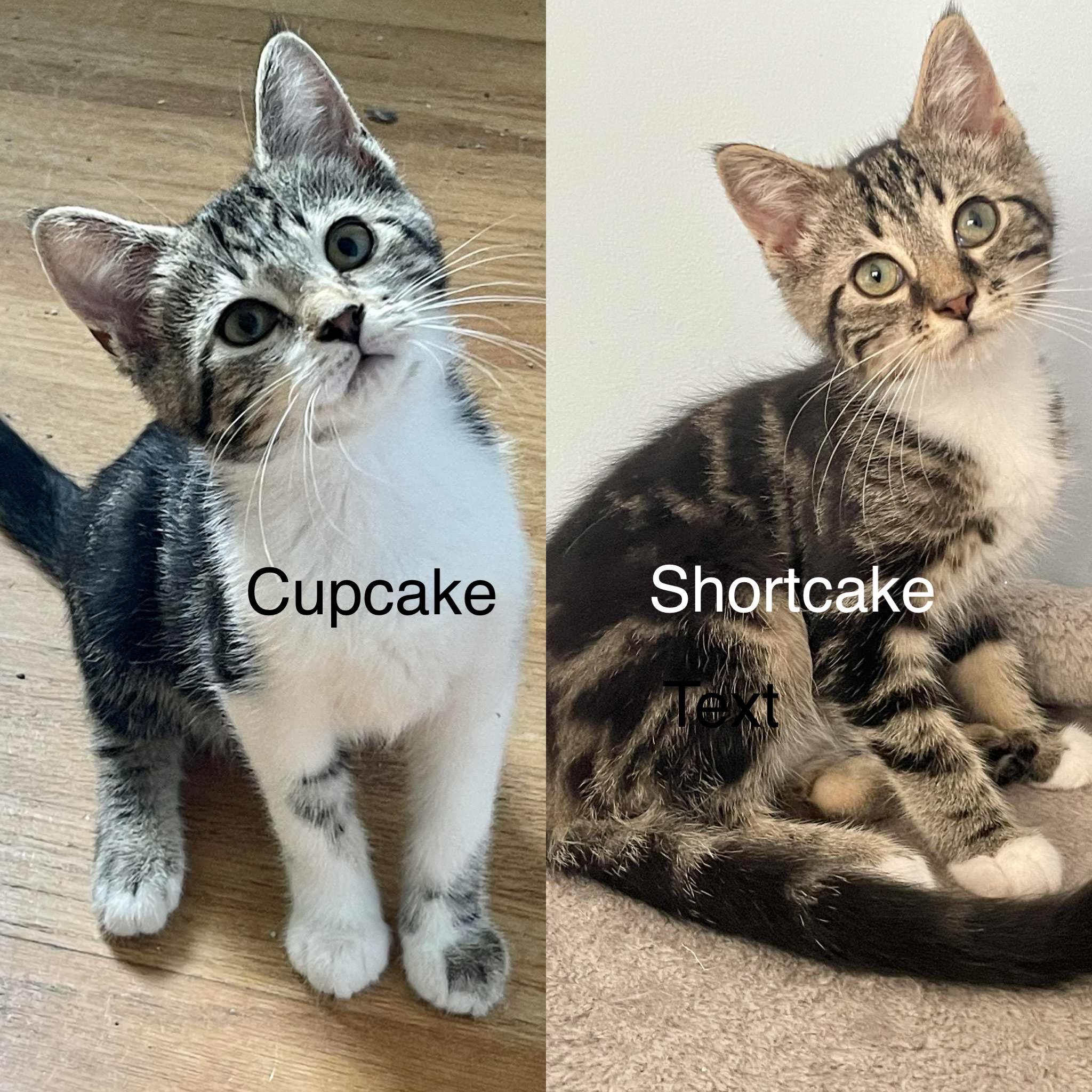 Cupcake & Shortcake (sisters)