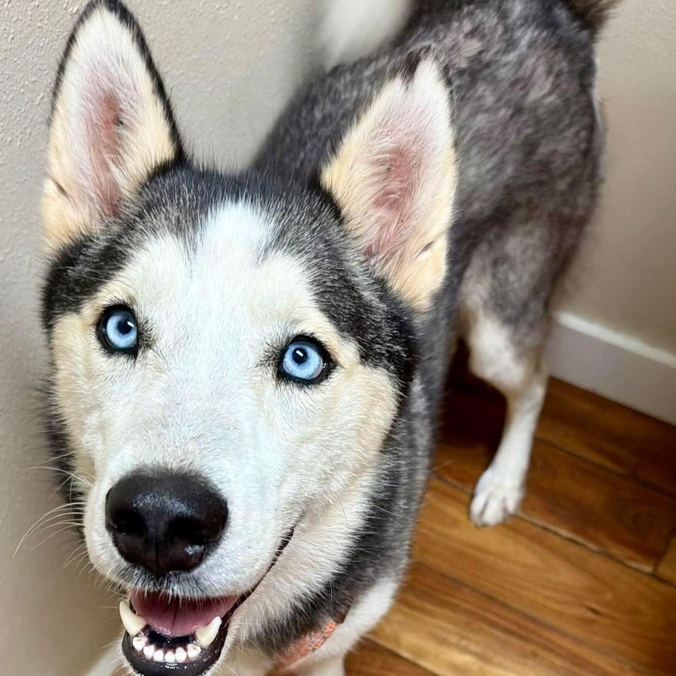 Dolly, Adoptable, Adult Female Husky & Siberian Husky.