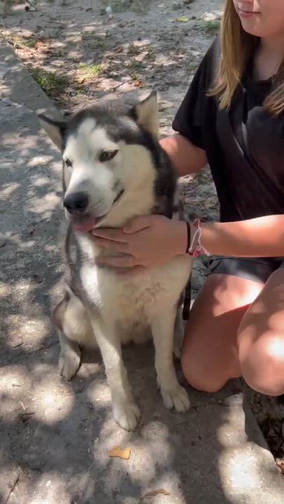 Enlarge Dolly, a Adoptable mixed breed in Pittsburgh, PA video 2/6
