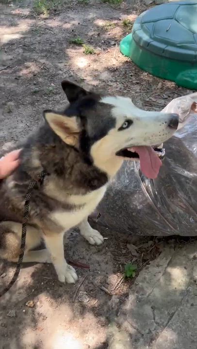 Enlarge Dolly, a Adoptable mixed breed in Pittsburgh, PA video 4/6