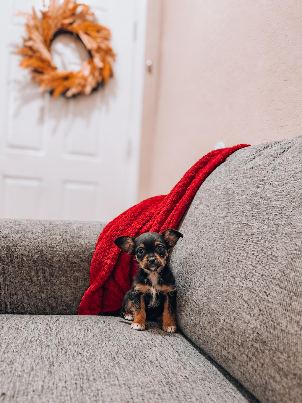 Ferb, Adoptable, Puppy Male Chihuahua.