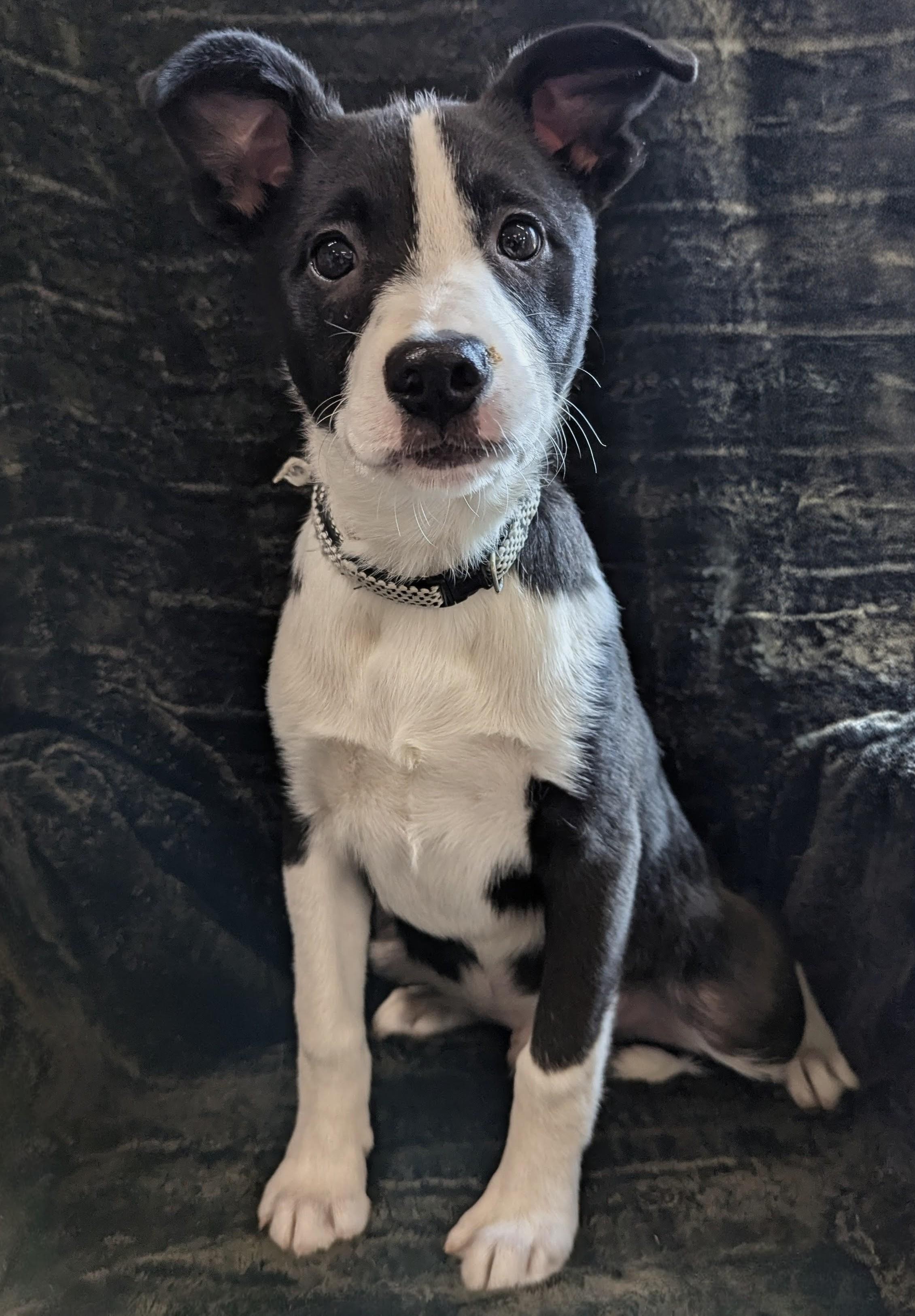 Enlarge Jasper, a Adoptable mixed breed in South Portland, ME image 3/6