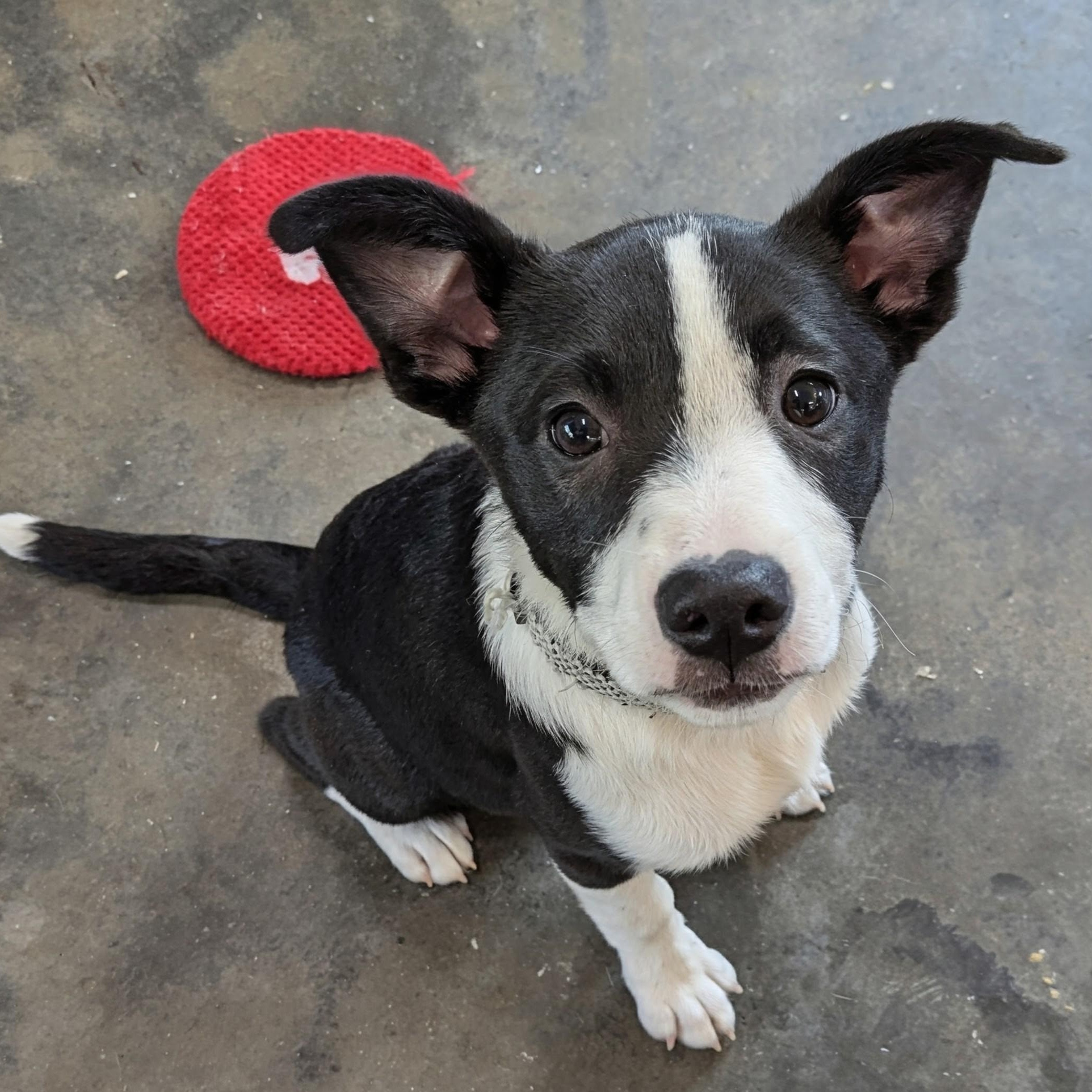 Jasper, Adoptable, Puppy Male Mixed Breed & Border Collie.
