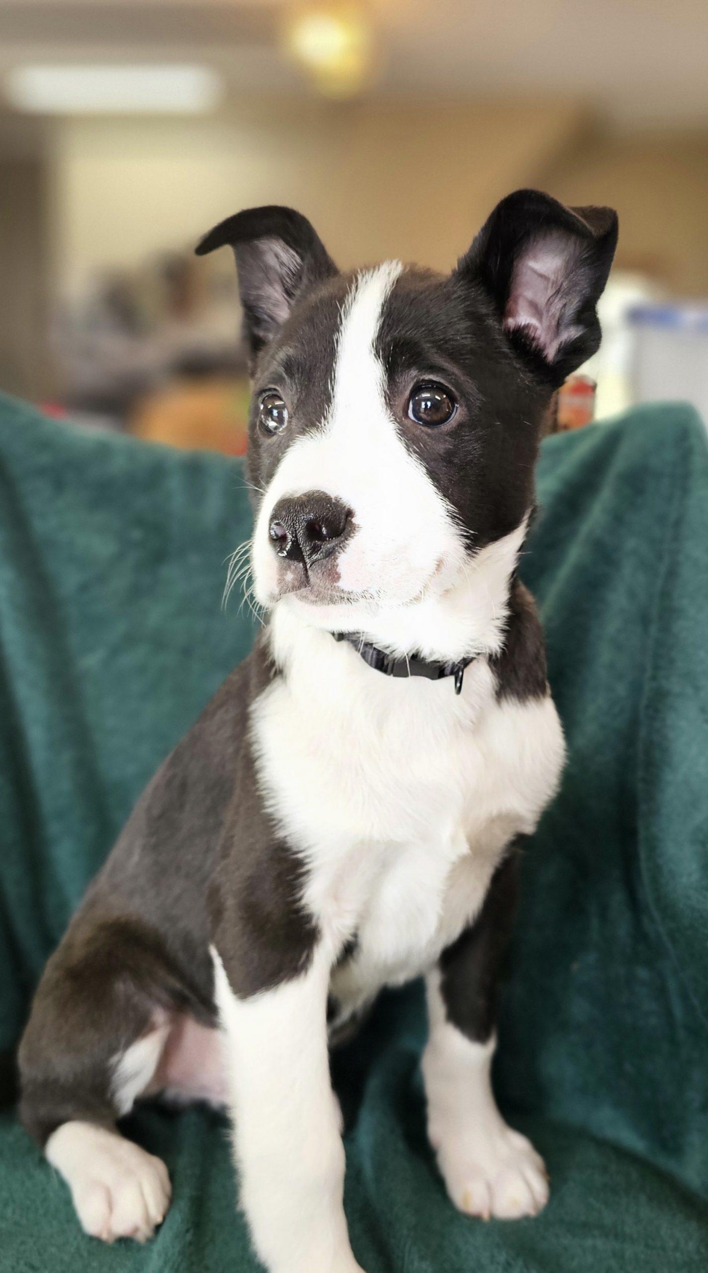 Jasper, Adoptable, Puppy Male Mixed Breed & Border Collie.