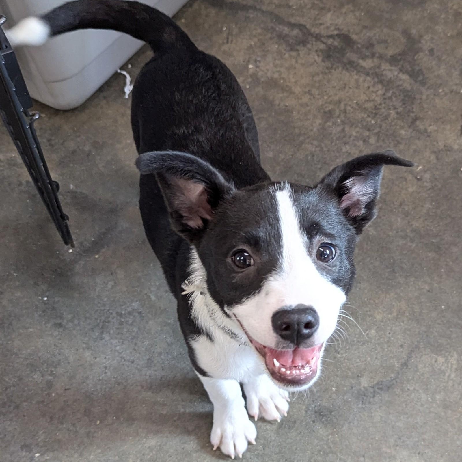 Enlarge Jasper, a Adoptable mixed breed in South Portland, ME image 2/6