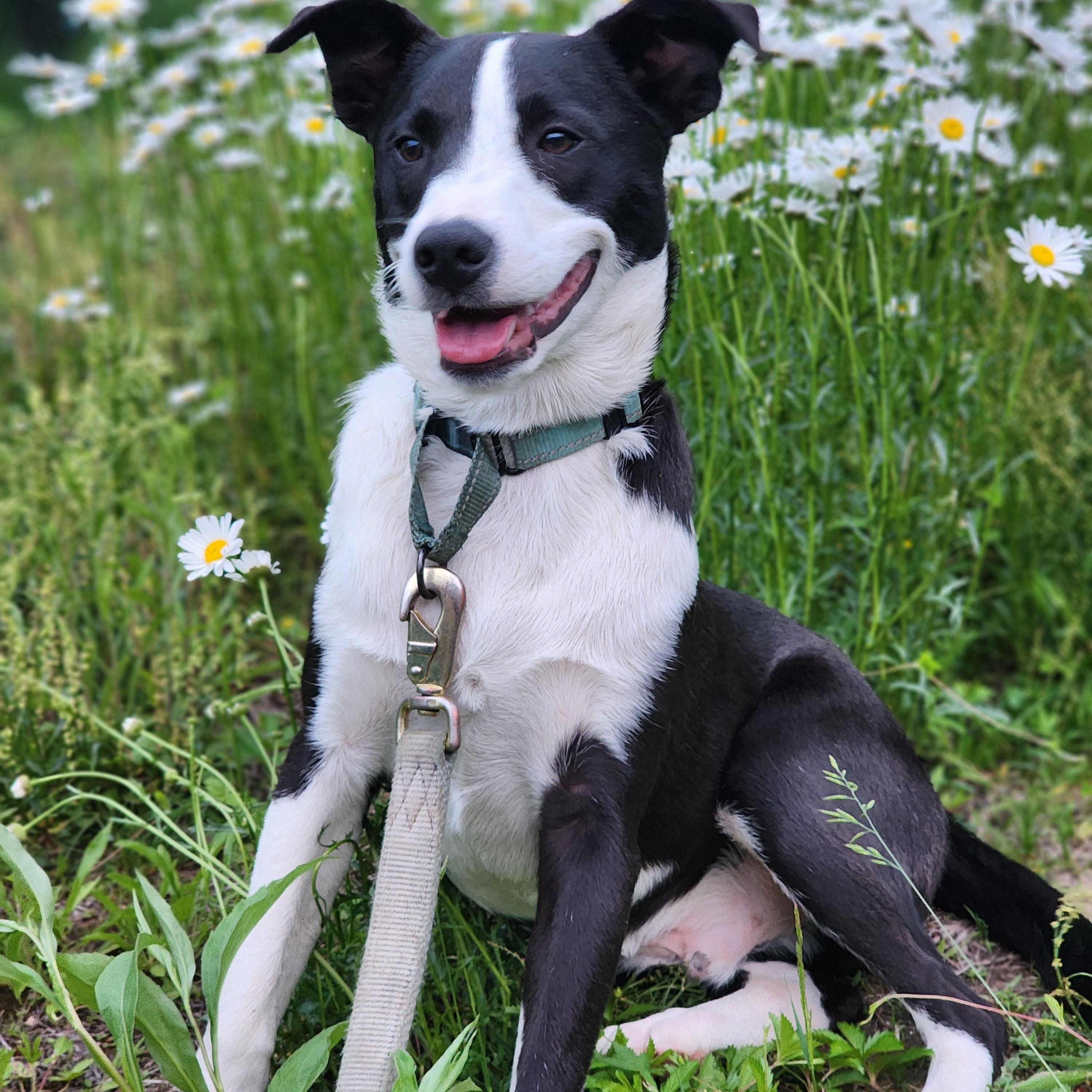 Jasper, Adoptable, Puppy Male Mixed Breed & Border Collie.