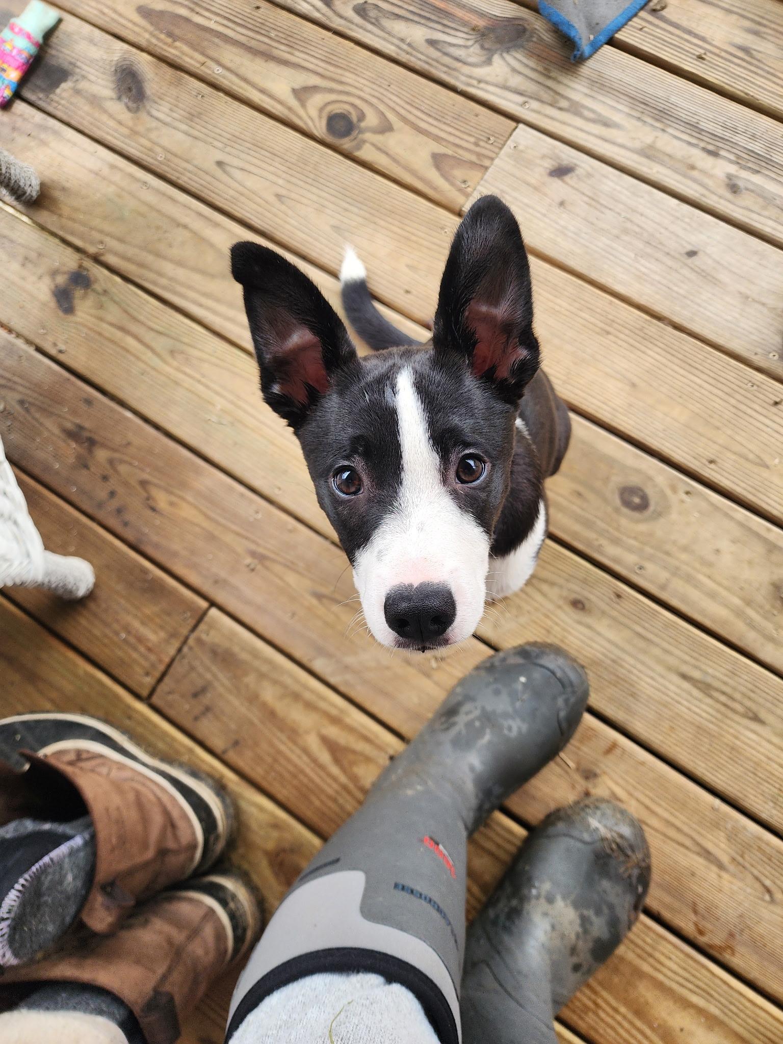 Jasper, Adoptable, Puppy Male Mixed Breed & Border Collie.