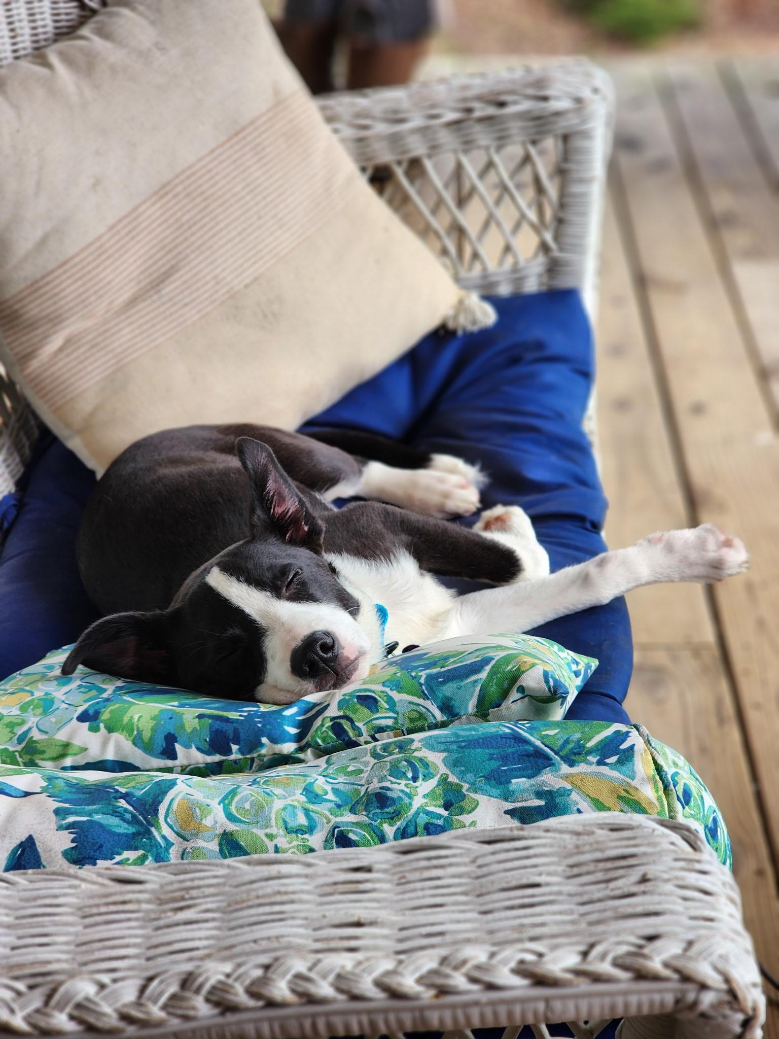 Enlarge Jasper is in Maine!, a Adoptable mixed breed in South Portland, ME image 4/6