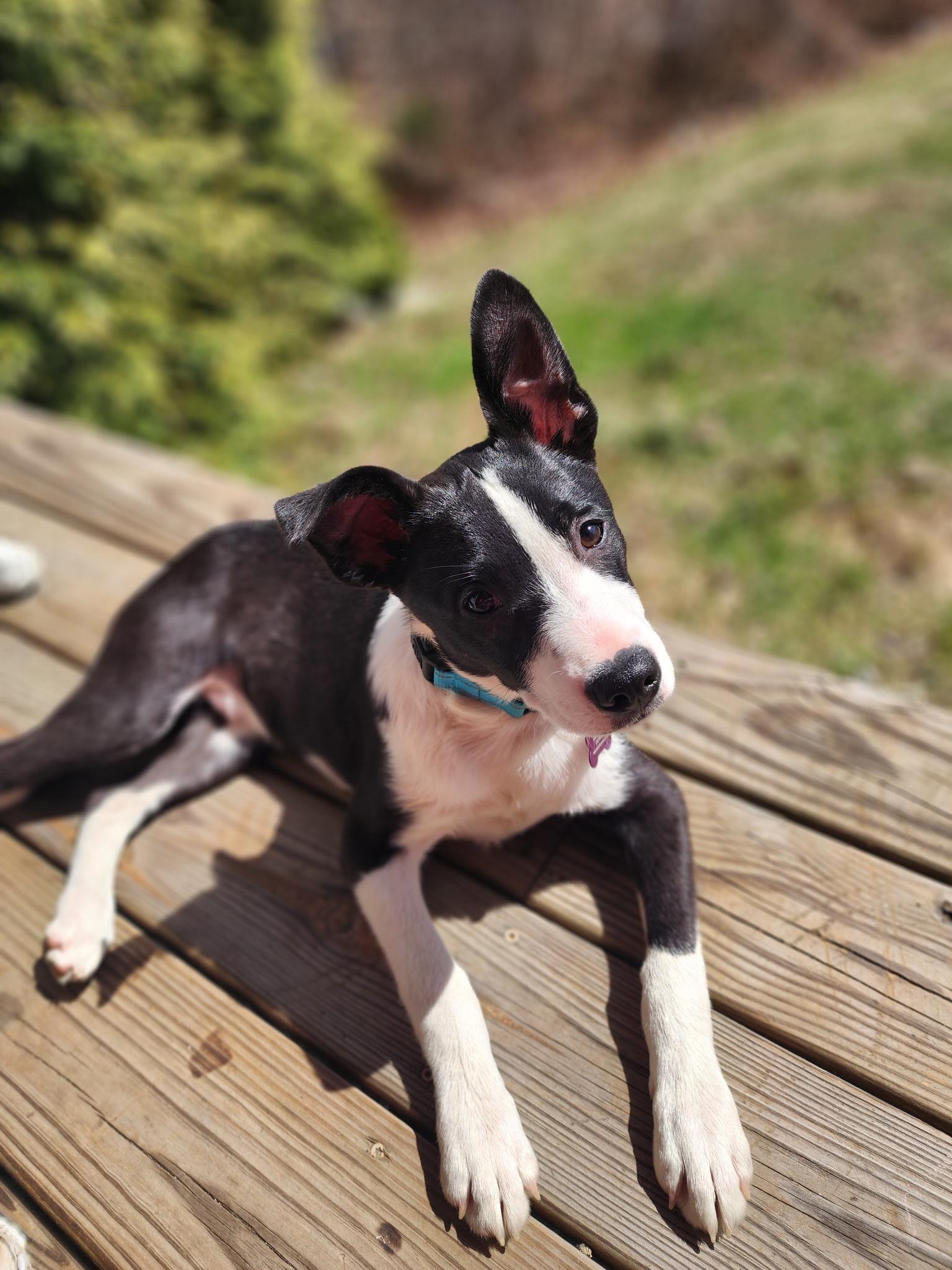 Jasper is in Maine!, Adoptable, Puppy Male Mixed Breed & Border Collie.