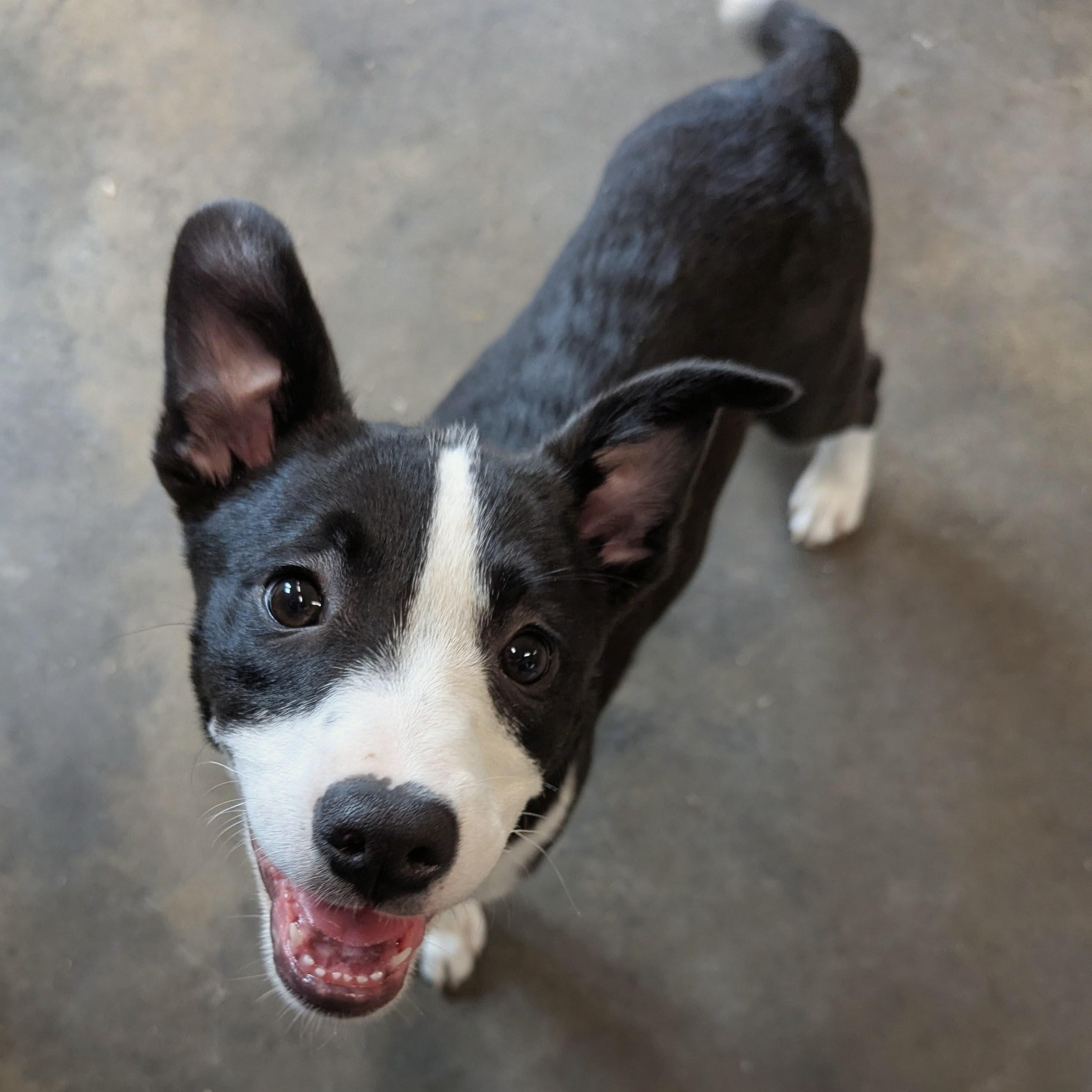 Enlarge Jasper, a Adoptable mixed breed in South Portland, ME image 4/6