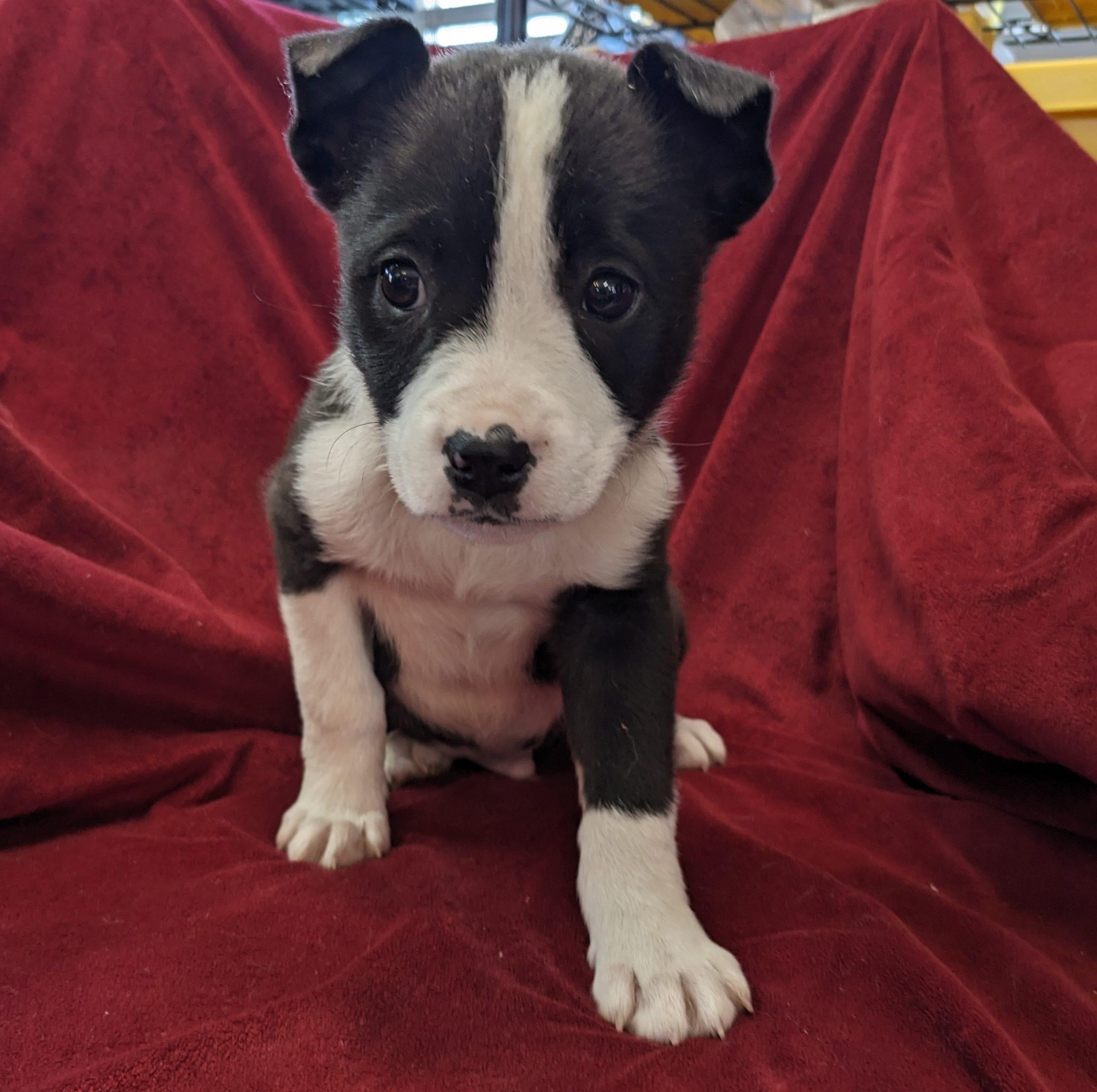 Enlarge Jasper, a Adoptable mixed breed in South Portland, ME image 2/2