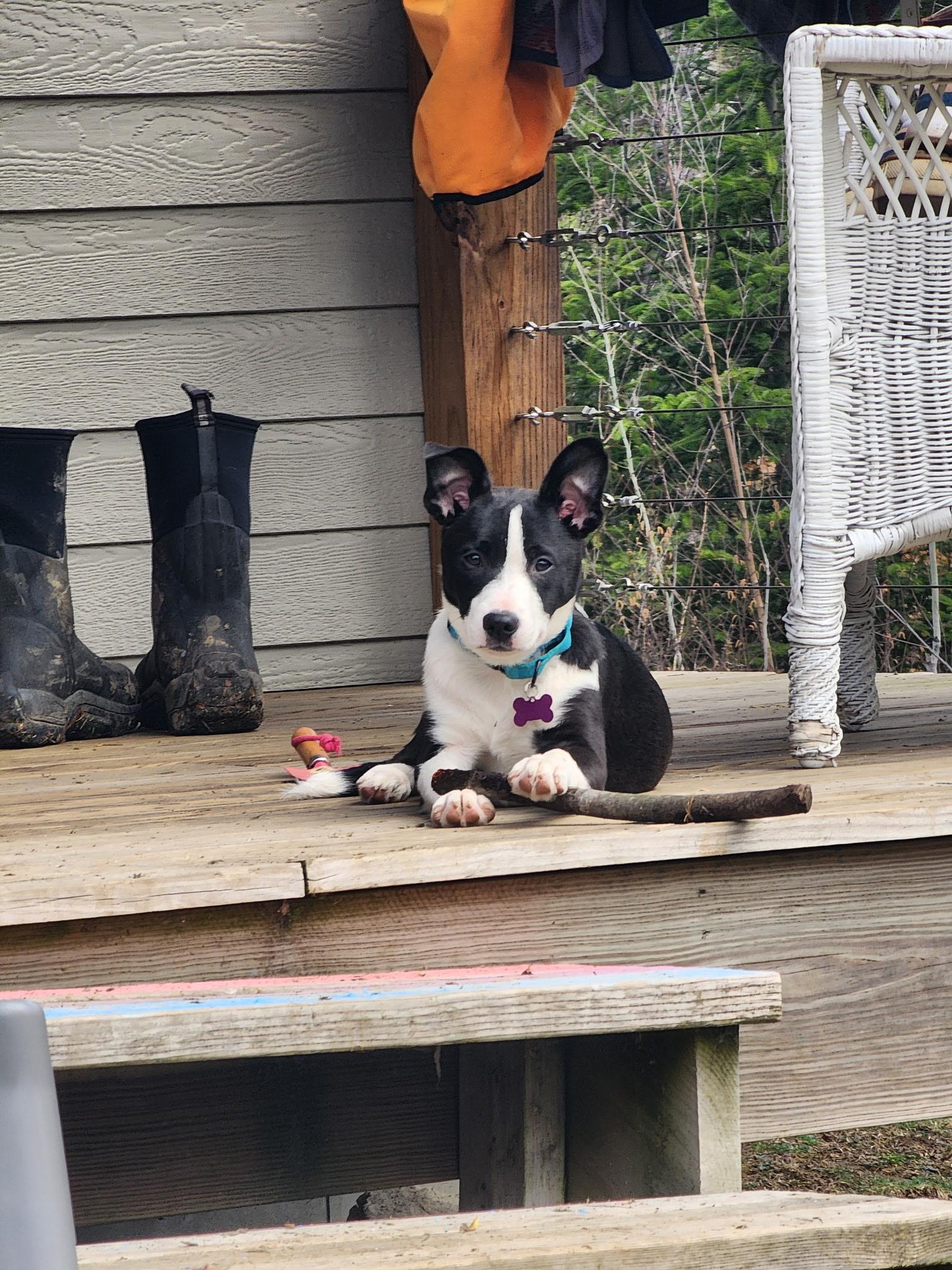 Enlarge Jasper is in Maine!, a Adoptable mixed breed in South Portland, ME image 3/6