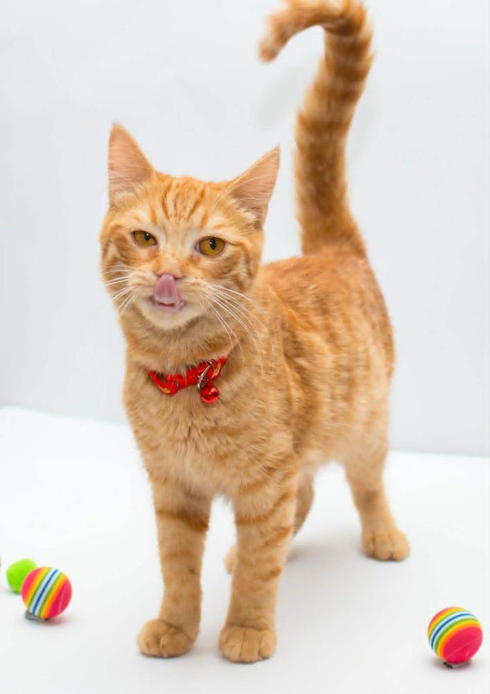 Milo, Adoptable, Kitten Male Egyptian Mau & Bengal.