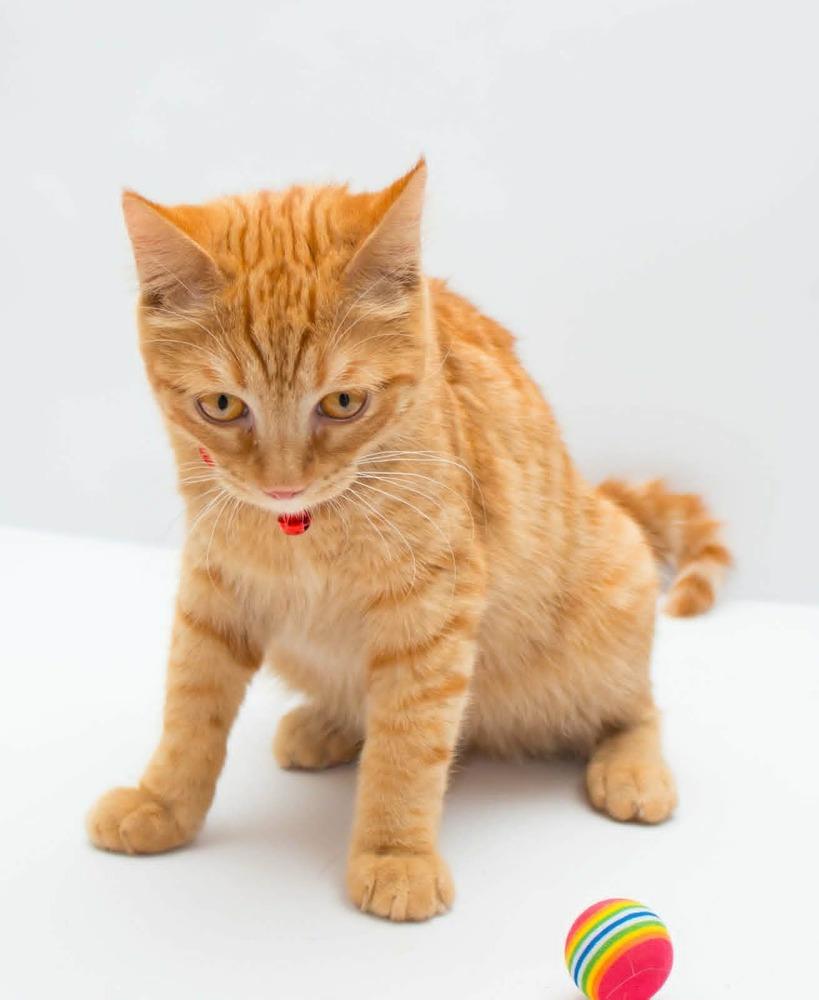 Enlarge Milo, a Adoptable mixed breed in WOLCOTT, CT image 2/6