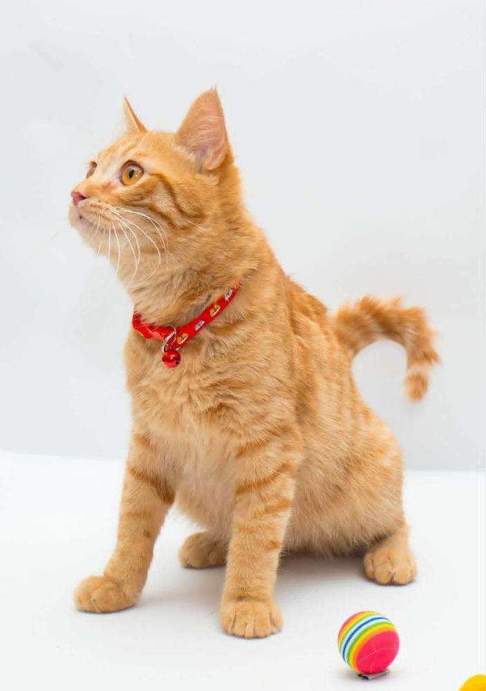 Enlarge Milo, a Adoptable mixed breed in WOLCOTT, CT image 3/6