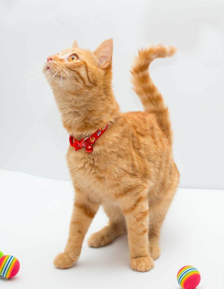 Enlarge Milo, a Adoptable mixed breed in WOLCOTT, CT image 4/6