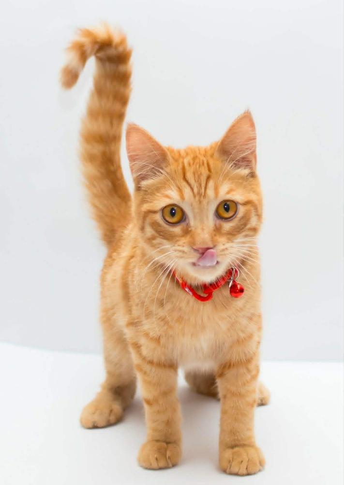 Enlarge Milo, a Adoptable mixed breed in WOLCOTT, CT image 5/6