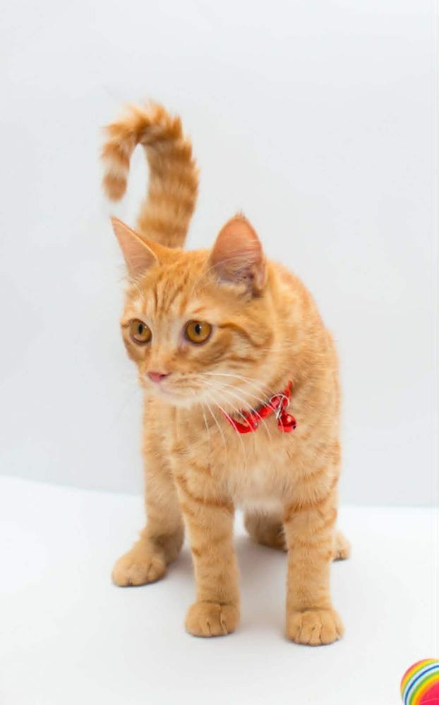 Enlarge Milo, a Adoptable mixed breed in WOLCOTT, CT image 6/6