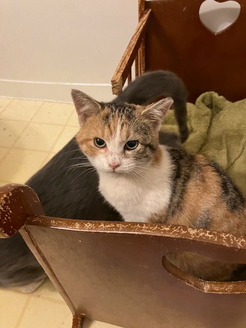 Ragamuffin , Adoptable, Kitten Female Domestic Short Hair.