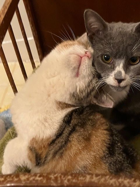 Enlarge Ragamuffin , an adopted mixed breed in Chester Township, PA image 2/3