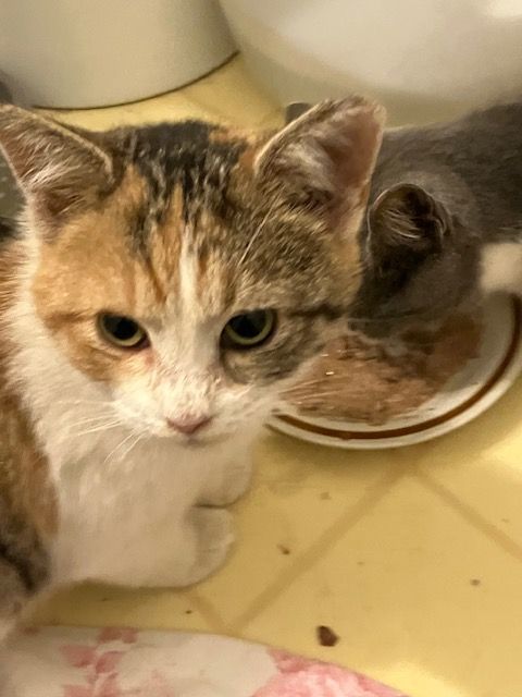 Enlarge Ragamuffin , an adopted mixed breed in Chester Township, PA image 3/3