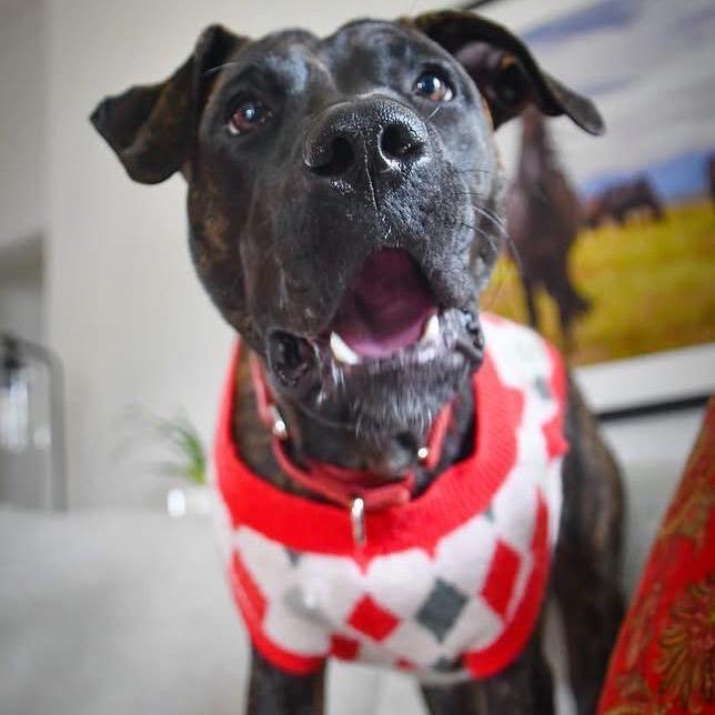 Taylor, Adoptable, Young Female Mixed Breed.