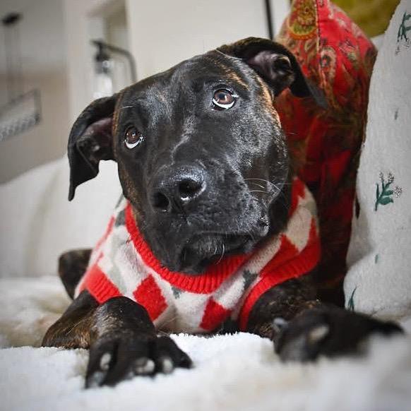 Enlarge Taylor, a Adoptable Mixed Breed in Lutz, FL image 2/3